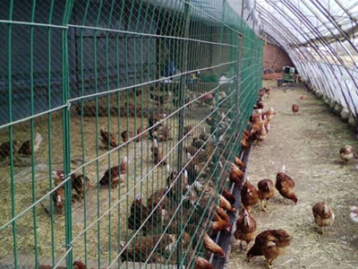 養(yǎng)殖用護(hù)欄網(wǎng)案例