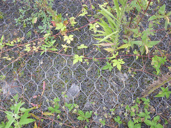 加筋麥克墊圖片5