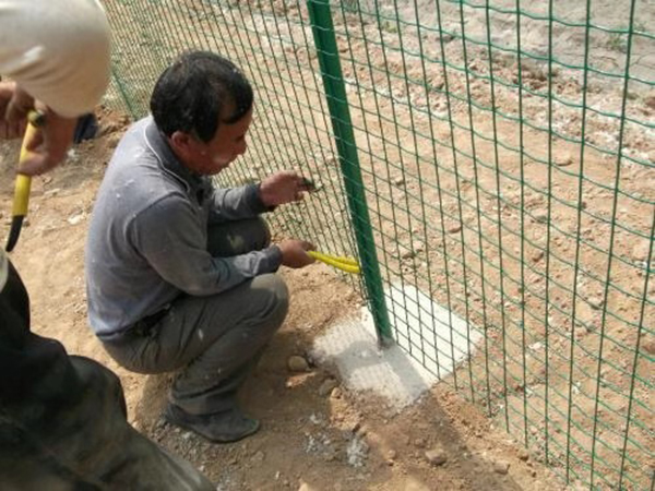 荷蘭網(wǎng)圖片1