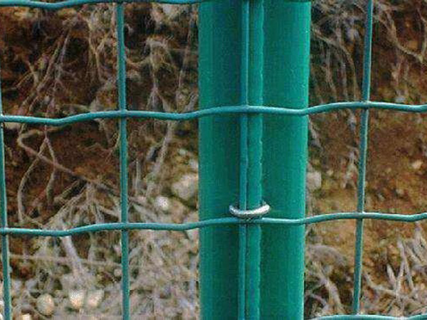 荷蘭網(wǎng)圖片3