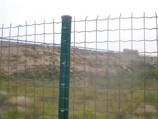 荷蘭網(wǎng)圖片4