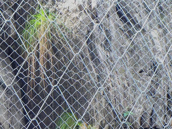 蜘蛛網(wǎng)圖片1