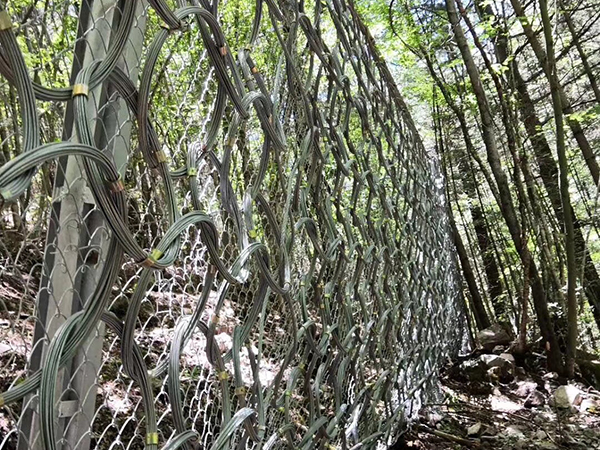 環(huán)形網(wǎng)圖片5